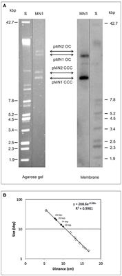 Dextransucrase Expression Is Concomitant with that of Replication and Maintenance Functions of the p<mark class="highlighted">MN1</mark> Plasmid in Lactobacillus sakei <mark class="highlighted">MN1</mark>